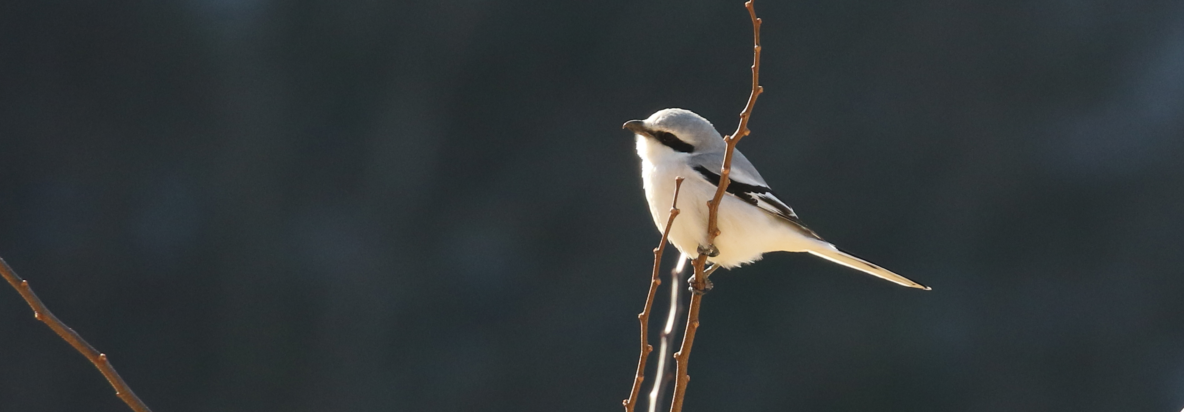 Chinese Grey Shrike