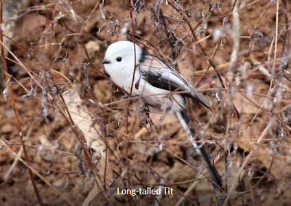 Long-tailed Tit - South Korea Winter Birding Tour