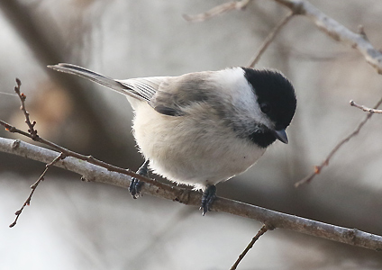 Marsh Tit