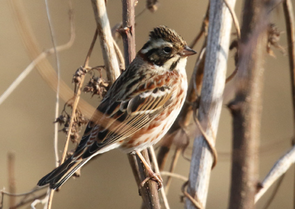 Rustic Bunting