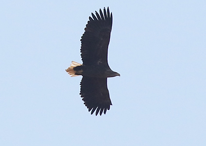 White-tailed Eagle