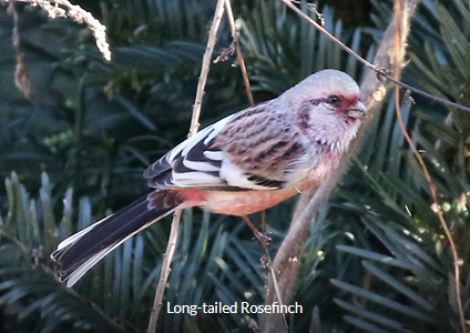 Long-tailed Rosefinch