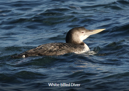 White-billed Diver - South Korea Winter Birding Tour