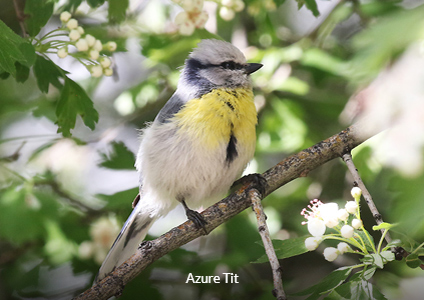 Azure Tit