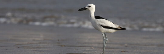 Crab Plover - Saudi Arabia Birding Tour