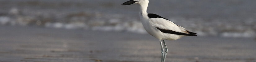 Crab Plover - Saudi Arabia Birding Tour