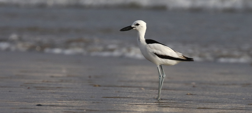 Crab Plover - Saudi Arabia Birding Tour