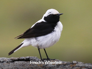 Finsch's Wheatear - Uzbekistan Birding Tour