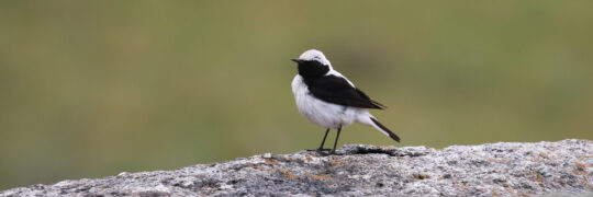Finsch's Wheatear