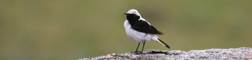 Finsch's Wheatear