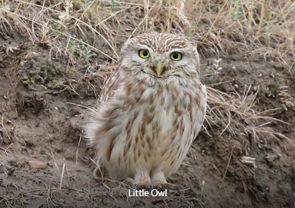 Little Owl