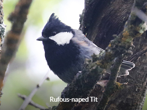 Rufous-naped Tit - Uzbekistan Birding