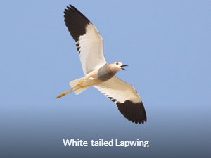 White-tailed Lapwing - Central Asia Birding Tour