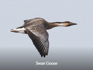 Swan Goose - Mongolia Birding Tour