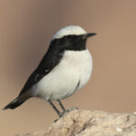 Mourning Wheatear