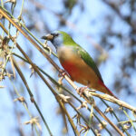 Pin-tailed Parrotfinch