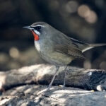 Siberian Rubythroat