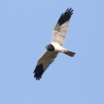 Pied Harrier