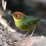 Chestnut-headed Tesia