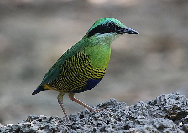 Bar-bellied Pitta, Hydrornis elliotii - Vietnam Birding Trip