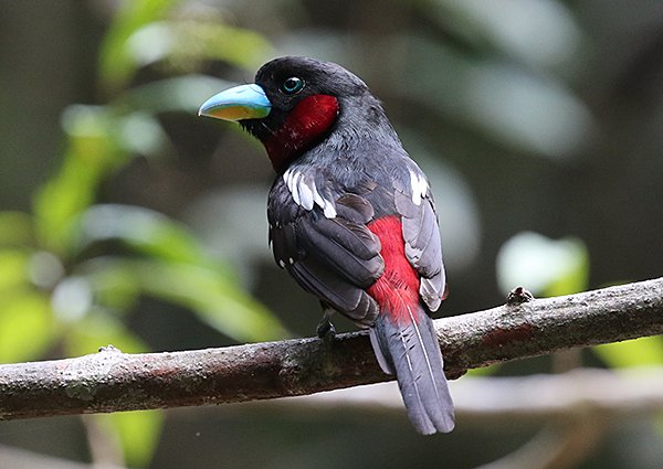 Black-and-red Broadbill, Cymbirhynchus macrorhynchos - Vietnam birding trip report