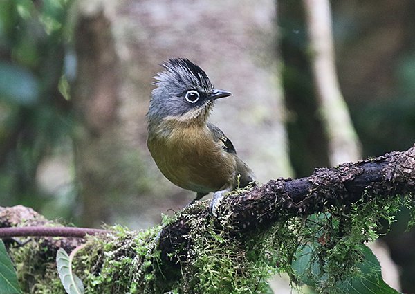 Black-crowned Barwing, Actinodura sodangorum - Vietnam birding trip