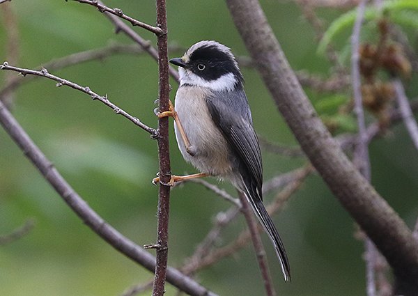 Black-throated Tit, Aegithalos concinnus - Birding in Vietnam