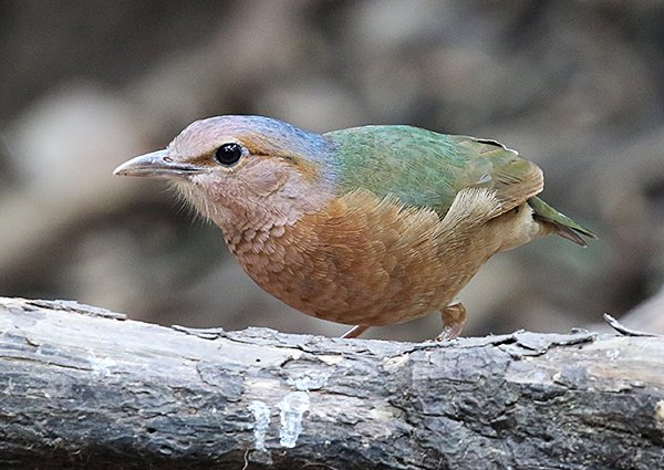 Blue-rumped Pitta, Hydrornis soror - Vietnam birding trip report
