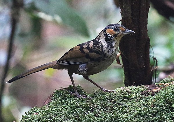 Chestnut-eared Laughingthrush - Vietnam Birds