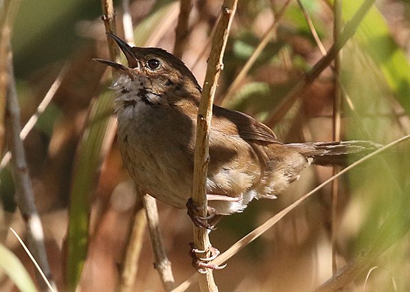 Dalat Bush Warbler, Locustella idonea - Vietnam Birding
