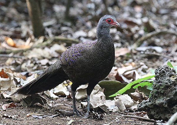 Germian's Peacock Pheasant, Polyplectron germaini - Vietnam birds