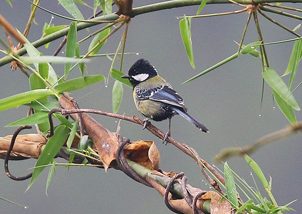 Green-backed Tit, Parus monticolus - Vietnam bird watching trip