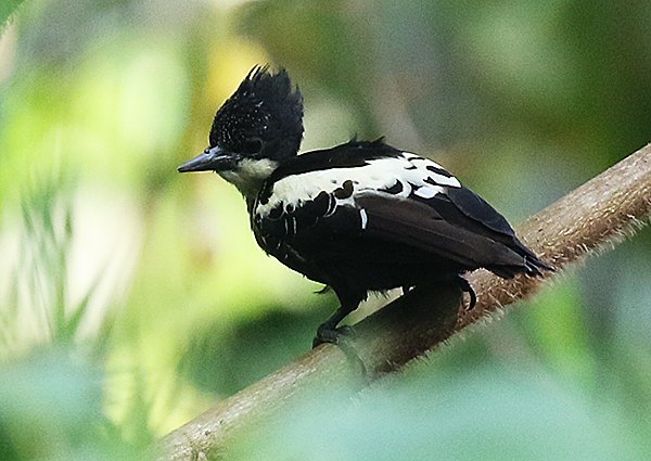 Heart-spotted Woodpecker,  Hemicircus canente- Vietnam birding trip report