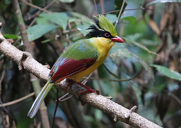 Indochinese Green Magpie,  Cissa hypoleuca - Vietnam birding trip report