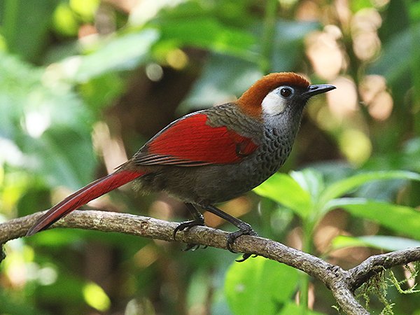 Red-tailed Laughingthrush, Trochalopteron milnei - Vietnam birding tour