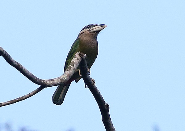 Red-vented Barbet, Psilopogon lagrandieri - Birds of Vietnam