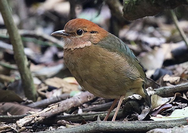 Rusty-naped Pitta, Hydrornis oatesi - Birding in Vietnam