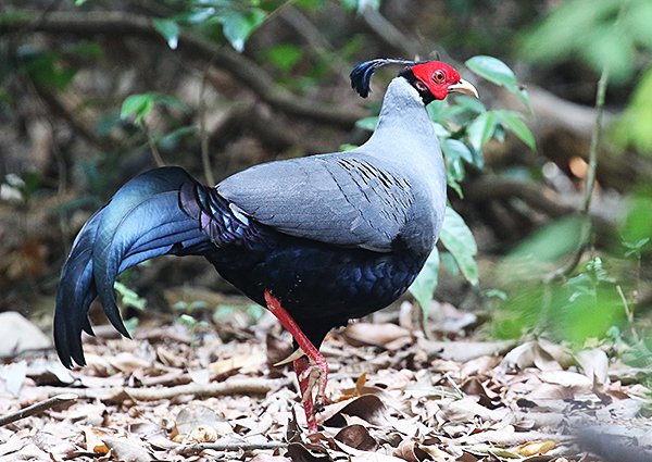 Siamese Fireback, Lophura diardi - Vietnam Birding Trip
