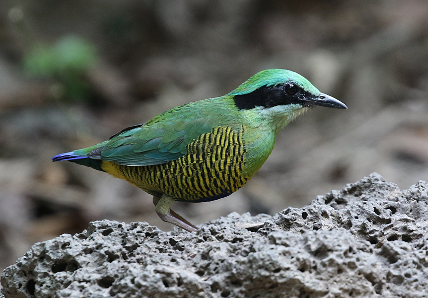 Bar-bellied Pitta