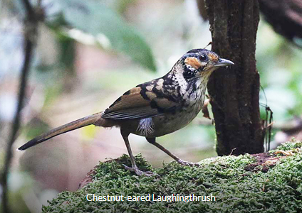 Chestnut-eared Laughingthrush - Vietnam birding tour