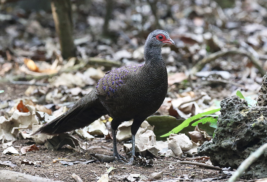 Germain's Peacock Pheasant