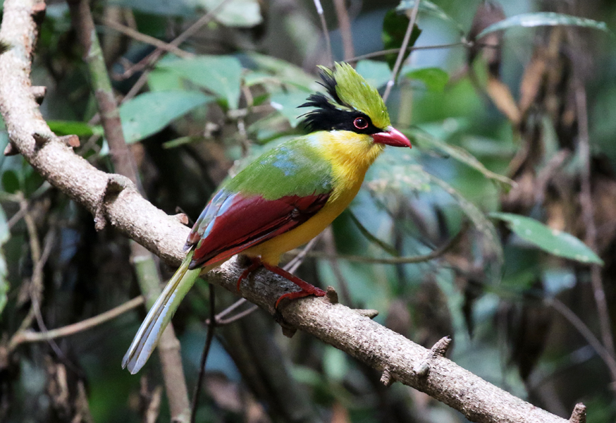 Indochinese Green Magpie