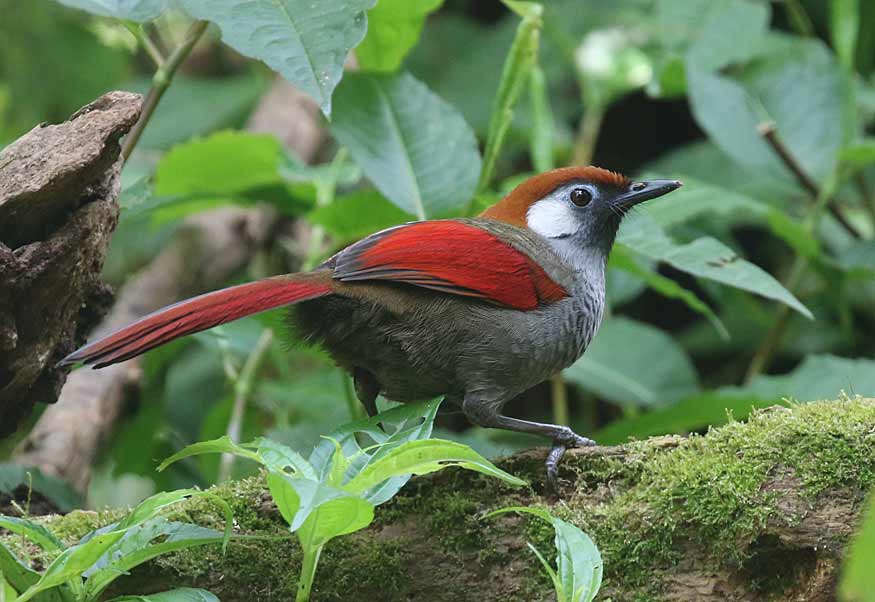 Red-tailed Laughingthrush