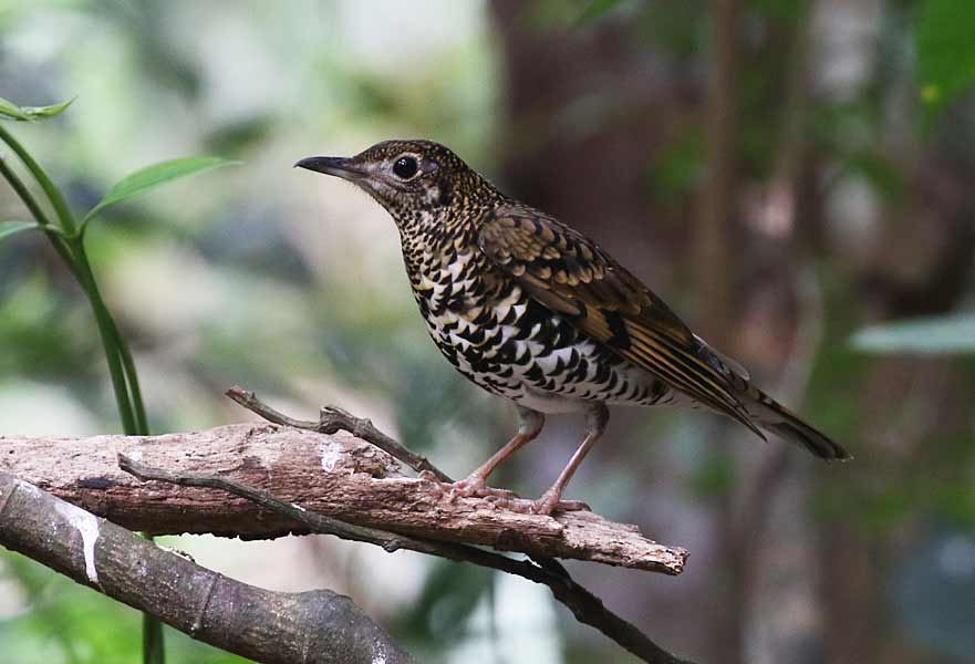 Scaly Thrush