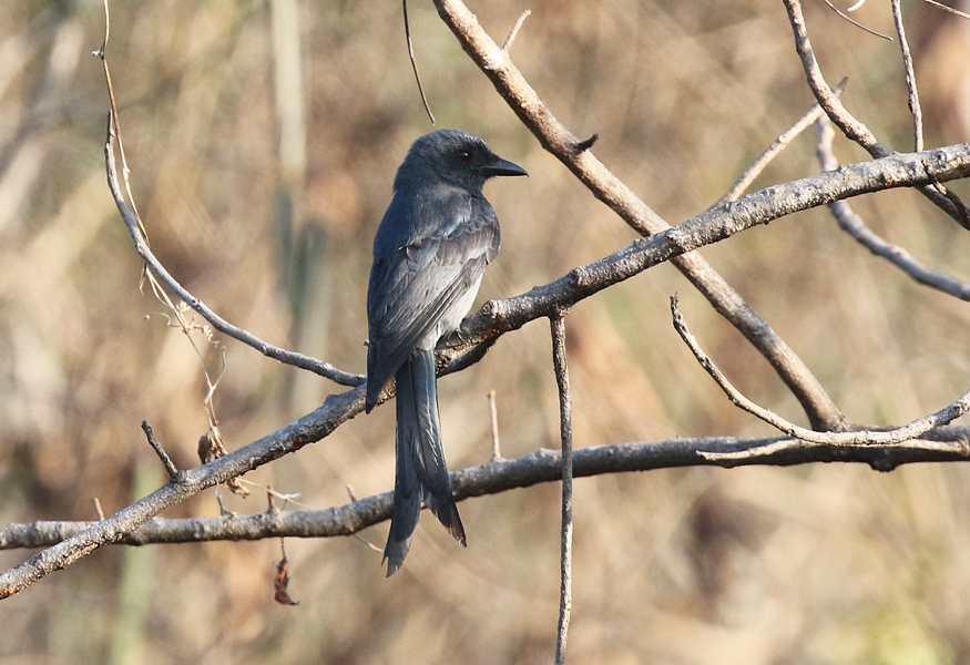 Ashy Drongo