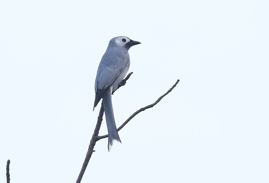 Ashy Drongo