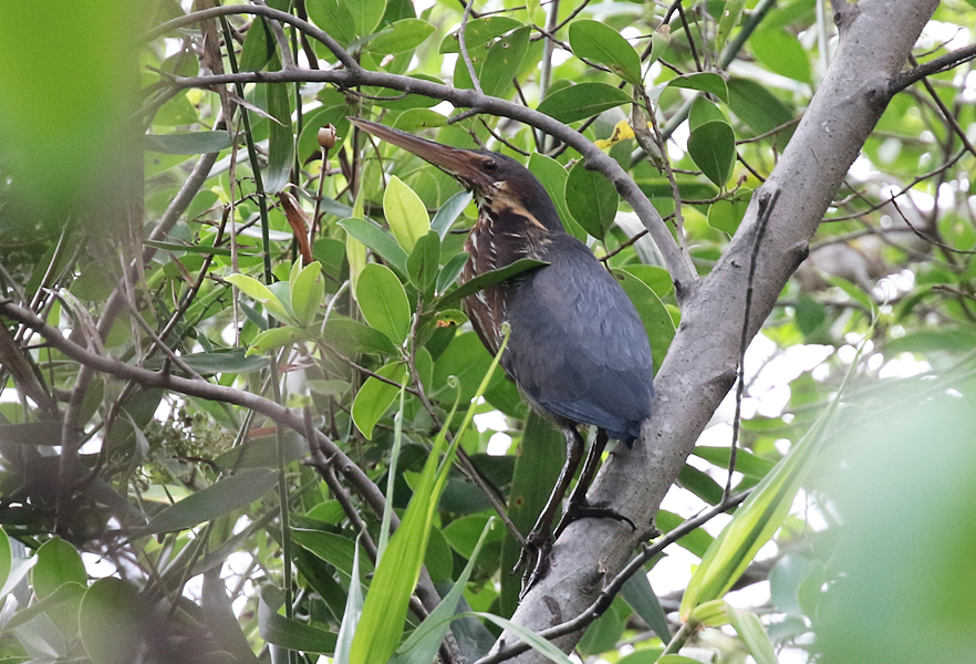 Black Bittern