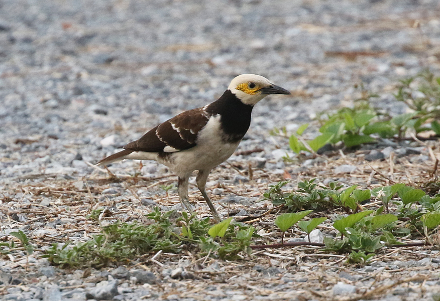 Black-collared Starling