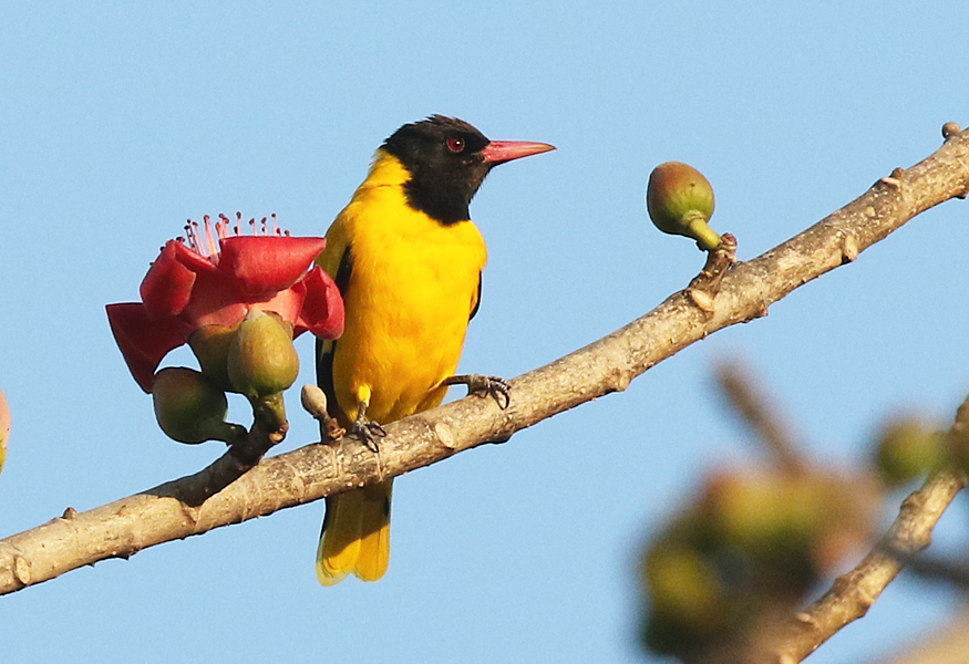 Black-hooded Oriole