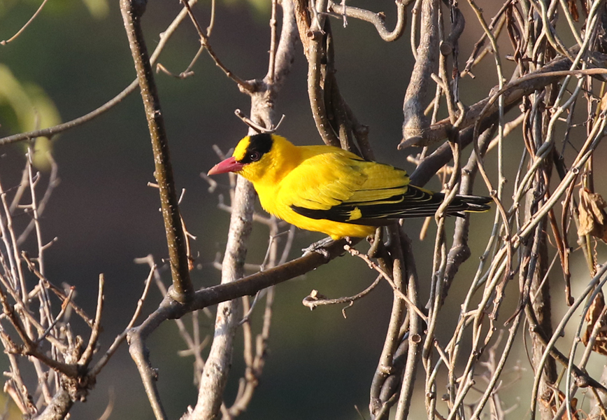 Black-naped Oriole